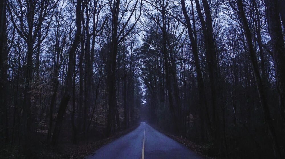 wooded paved road at dusk