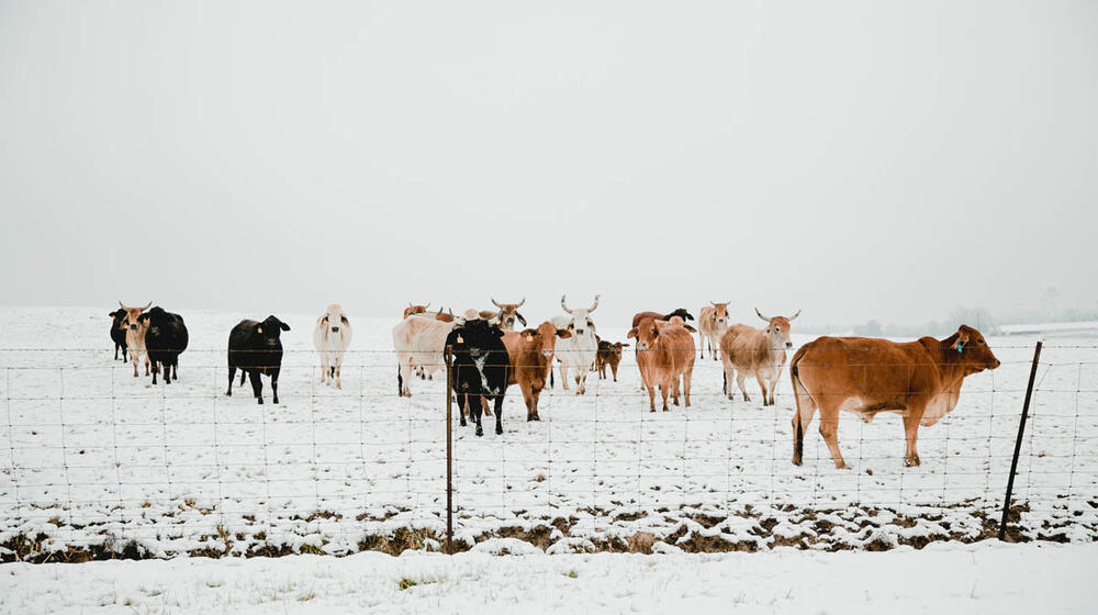 A snowy field behind a wire fence filled with cattle.
