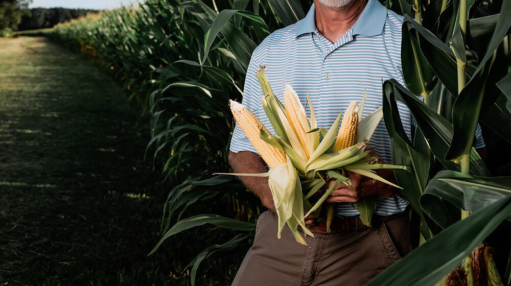 A man holding three ears of corn stands in a corn field.