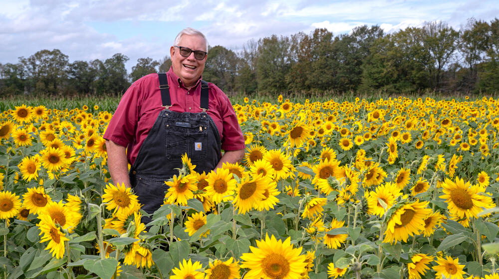 A person wearing overalls and standing in field of blooming sunflowers.