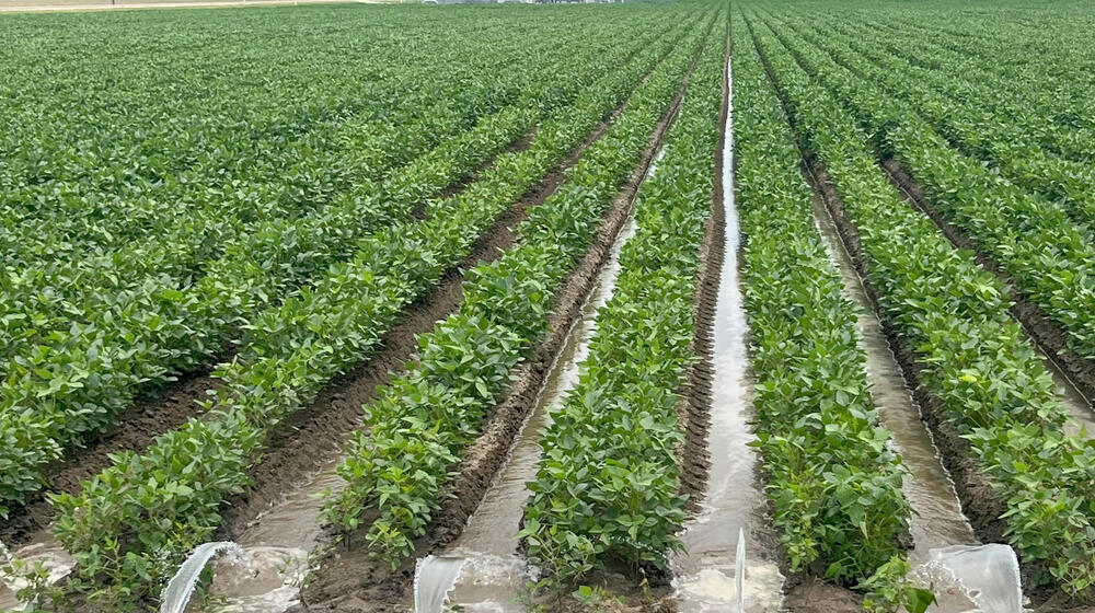 Arcs of water flowing from a polypipe and into furrows of soybeans.