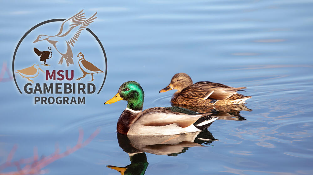 Two mallard ducks on water and MSU gamebird logo.