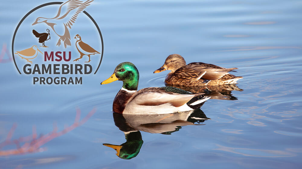 Two mallard ducks on water and MSU gamebird logo.
