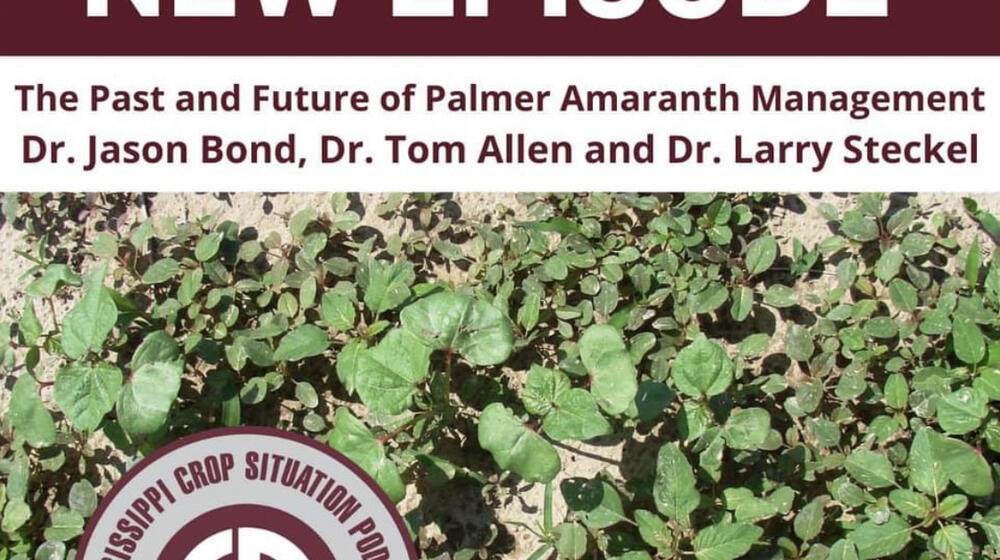 A Facebook post from MSU Extension advertising a podcast.