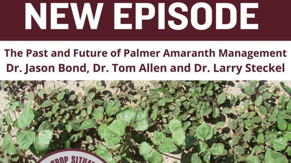 A Facebook post from MSU Extension advertising a podcast.