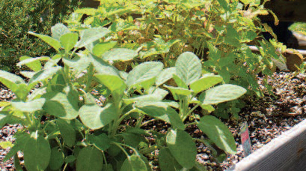 Green plants.