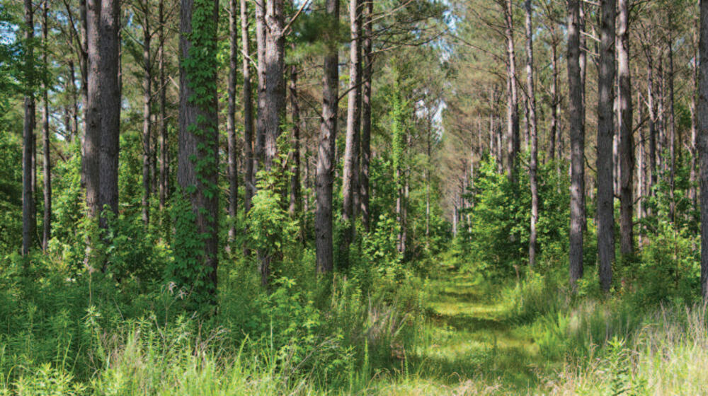 A green forest of trees.