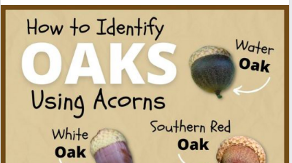 A Facebook post showing how to identify oaks using acorns.