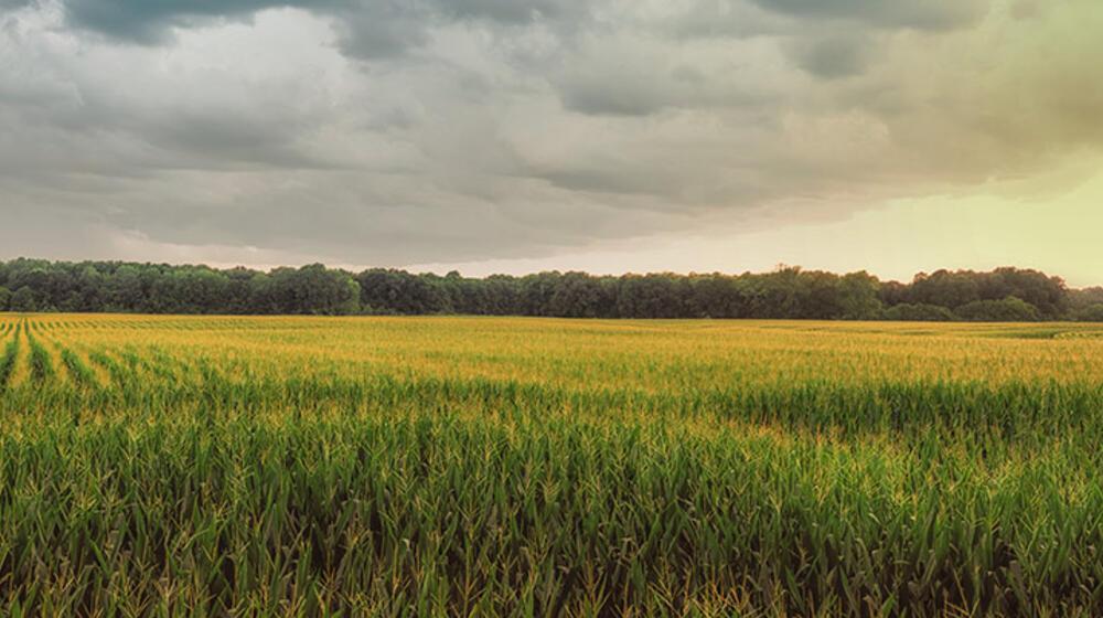 A corn field at sunset.