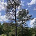 Mature loblolly pine tree in Mississippi with brownish-red needles due to brown spot needle blight.