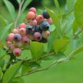 Blueberries ripen on a bush.