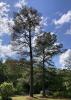 Mature loblolly pine tree in Mississippi with brownish-red needles due to brown spot needle blight.