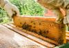 Beekeeper removing honeycomb from beehive.