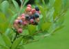 Blueberries ripen on a bush.