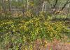 A shrub covered with yellow flowers grows in front of a fence.