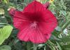 A single red bloom with a green background.