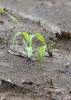 Frost, cool nights and heavy rain are challenging newly emerged corn, such as this Noxubee County, Mississippi, corn photographed April 12, 2016. (Photo by MSU Extension Service/Kat Lawrence)