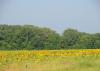 Sunflower fields offer photographers scenic settings in the summer. Later in the fall, fields like this one offer doves some of their favorite dining options. (MSU Extension Service file photo/Kat Lawrence)