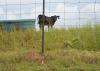Fire ant mounds are common along fence lines where they are protected from grass-cutting equipment and other traffic, such as this mound in an Oktibbeha County, Mississippi, pasture on May 11, 2015. (Photo by MSU Ag Communications/Kevin Hudson)