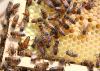 A queen bee scurries toward the bottom left corner of a frame of capped cells containing bee larvae. Worker bees have many different jobs within a colony, including caring for baby bees. (File photo by MSU Extension/Keri Collins Lewis)