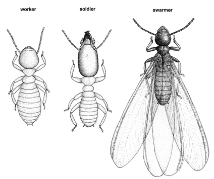 Termite Biology (eastern subterranean termites and Formosan termites ...