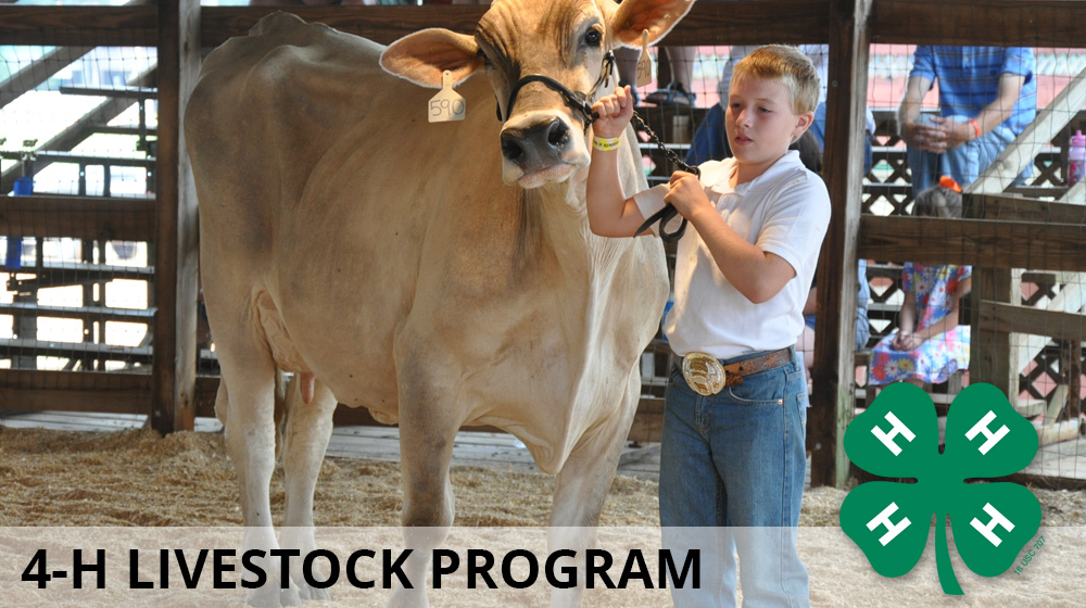 4-H Livestock Program | Mississippi State University 