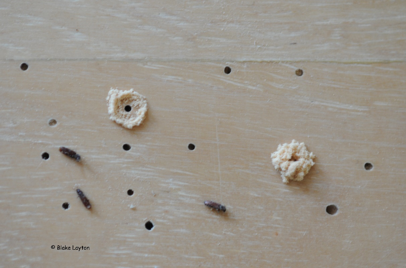 Small Wood Eating Insects