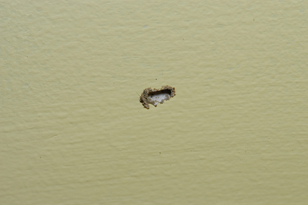 Termites In Ceiling Drywall Shelly Lighting